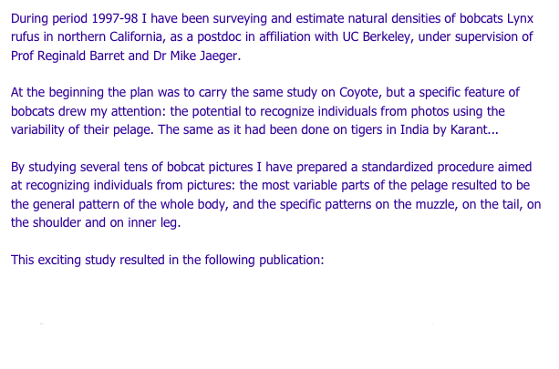 During period 1997-98 I have been surveying and estimate natural densities of bobcats Lynx rufus in northern California, as a postdoc in affiliation with UC Berkeley, under supervision of Prof Reginald Barret and Dr Mike Jaeger.
 
At the beginning the plan was to carry the same study on Coyote, but a specific feature of bobcats drew my attention: the potential to recognize individuals from photos using the variability of their pelage. The same as it had been done on tigers in India by Karant...

By studying several tens of bobcat pictures I have prepared a standardized procedure aimed at recognizing individuals from pictures: the most variable parts of the pelage resulted to be the general pattern of the whole body, and the specific patterns on the muzzle, on the tail, on the shoulder and on inner leg.

This exciting study resulted in the following publication:

Larrucea E.S., Serra G., Jaeger  M.M., Barrett  R.H. 2007. Censusing bobcats using remote cameras. Western North American Naturalist 67(4): 538-548.

 